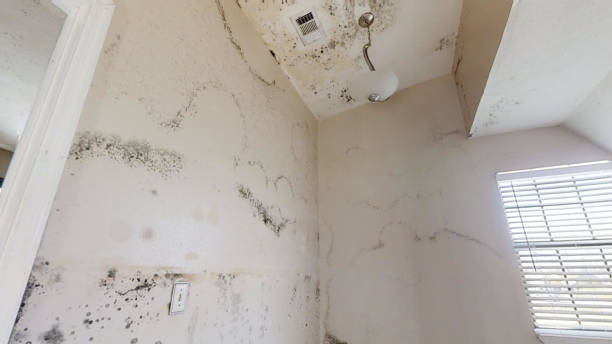 Best Mold Damage Restoration  in Alta, IA