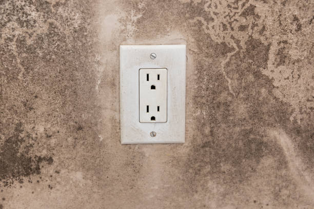 Best Post-Construction Mold Inspection  in Alta, IA
