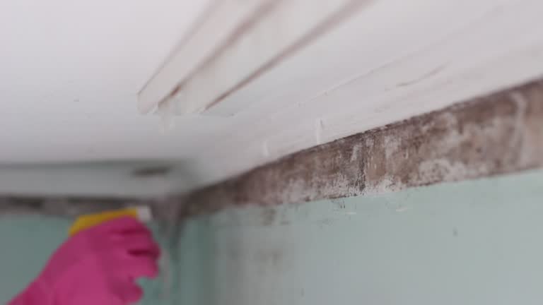 Best Mold Remediation for Healthcare Facilities  in Alta, IA