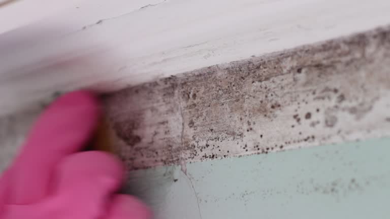 Best Mold Prevention Services  in Alta, IA